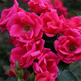 Rose 'Chabadabada'